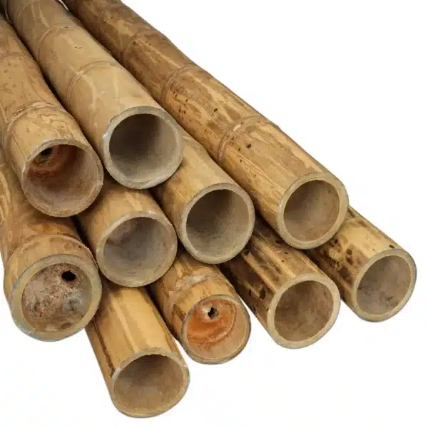 Bamboe Paal Guadua 100 cm x 9-11 cm ø - Afbeelding 3