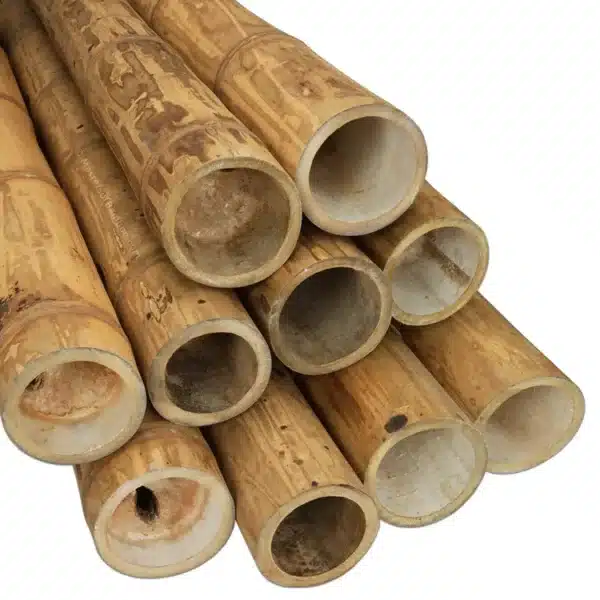 Bamboe Paal Guadua 500 cm x 11-13 cm ø - Afbeelding 3
